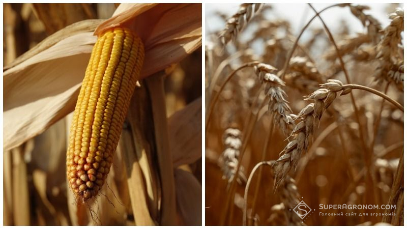 Вартість пшениці та кукурудзи в українських портах зросла — звіт за 24 січня 2022 р.