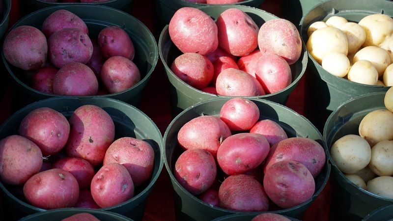 Науковці НААН вивели новий сорт картоплі з урожайністю 80 т/га