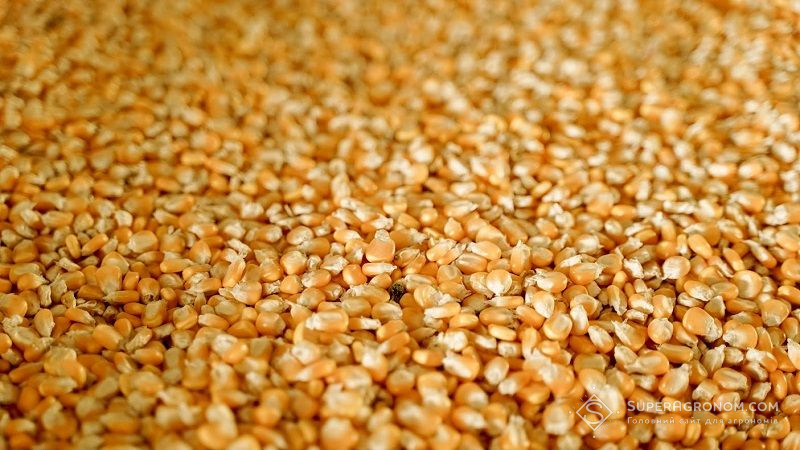 Вартість сушіння зерна в Україні зросла в 3-4 рази — підсумки сезону 2021