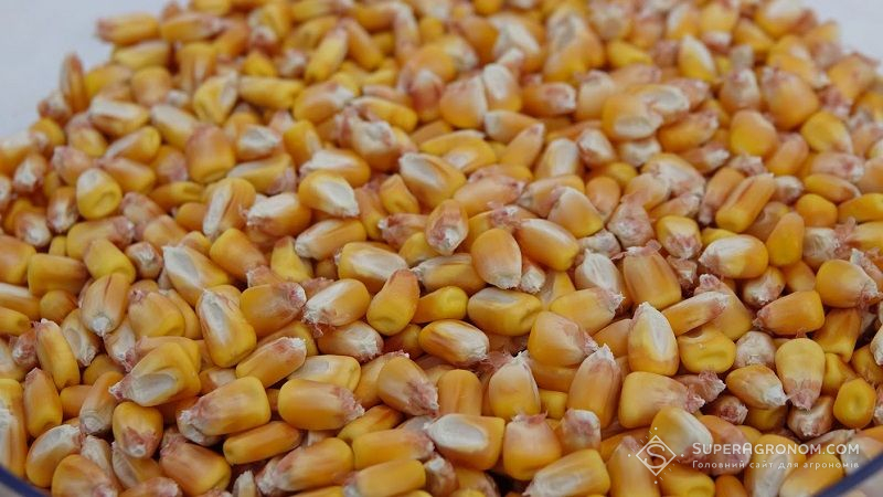 Ціна вітчизняної кукурудзи на експортному ринку зросла до найвищого рівня з листопада 2021