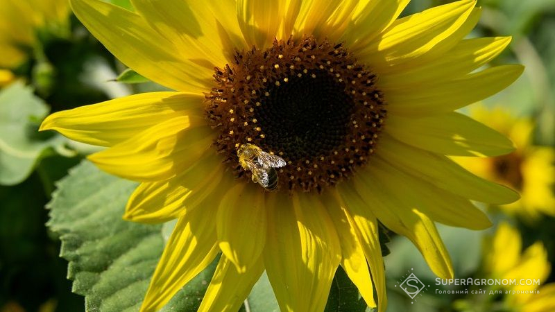 Через неналежне використання пестицидів в Україні щороку гинуть мільйони бджіл