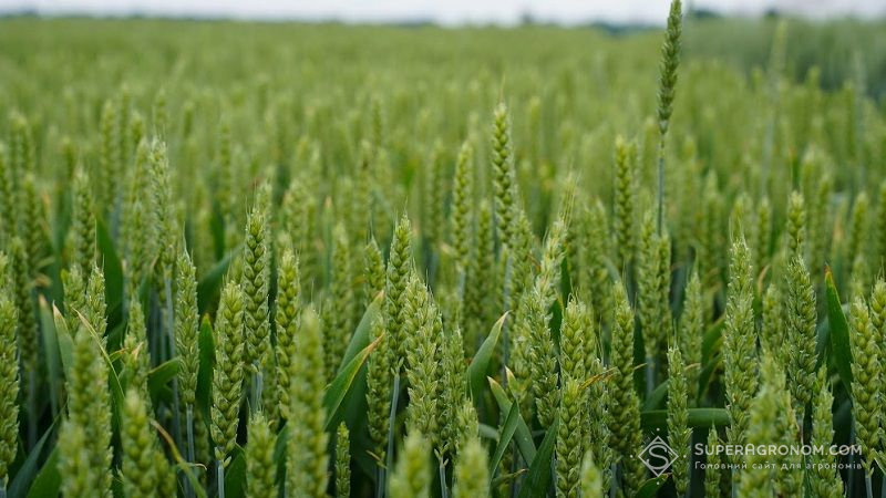 Схрещування пшениці з пирієм дозволяє підвищити її стійкість до шкідників та хвороб