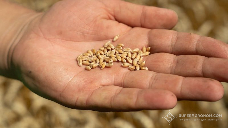 Ціни на пшеницю в Україні знизились — звіт за 2 лютого 2022