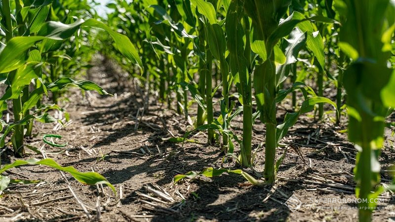 Експерт розповів про правильний гербіцидний захист кукурудзи, що вирощується по no-till
