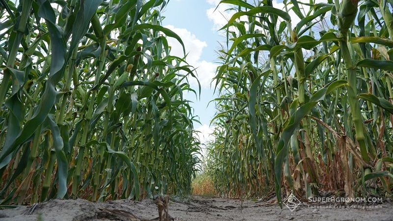 На вирощуванні кукурудзи аграрій з США у 2021 заробив понад 1000 $/га