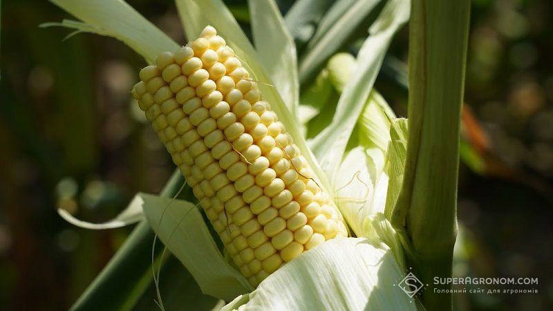В Україні створено органічне насіння цукрової кукурудзи