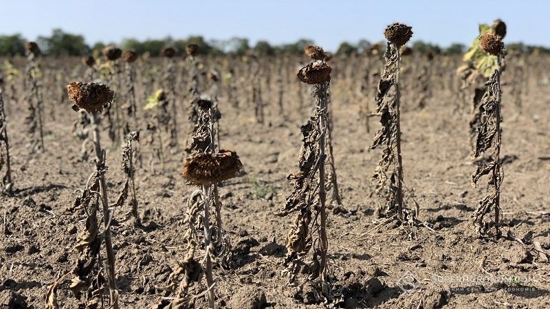 Урожайність соняшника та кукурудзи в Україні знизиться через зміну клімату — Світовий банк