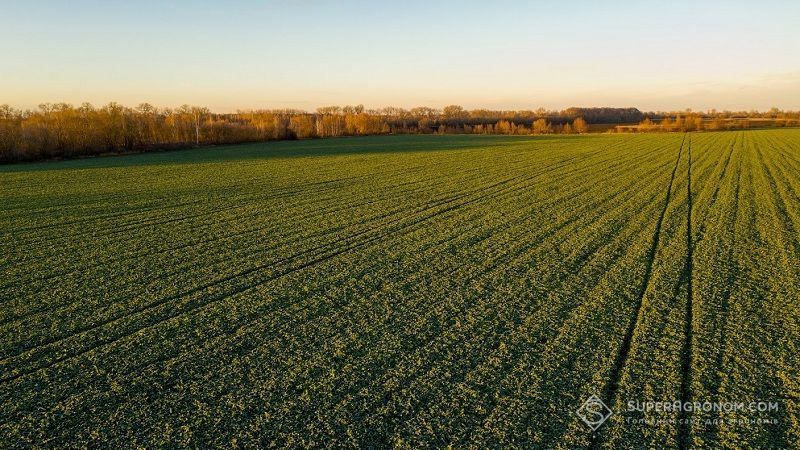 У Мінагрополітики розповіли, у яких областях України найдорожчі землі сільгосппризначення