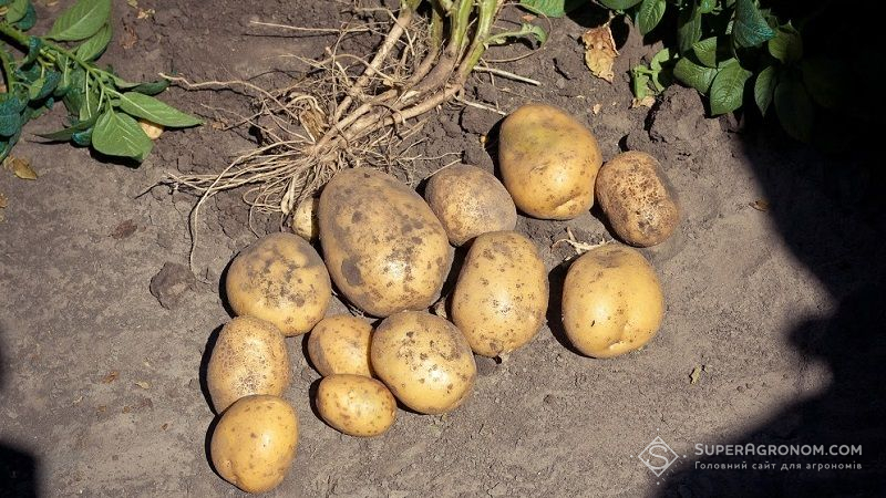 Науковці знайшли спосіб захистити картоплю від фітофторозу та зекономити на ЗЗР