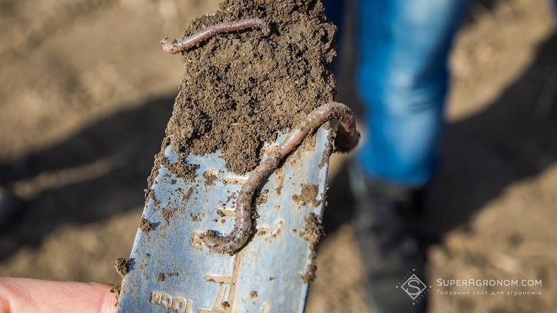 Аграрій з Черкащини використовує черв’яків для виготовлення органічних добрив