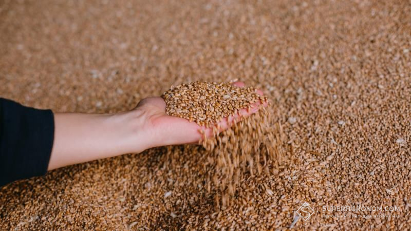 Вартість зерна в Україні різко зросла — звіт за 15 лютого 2022