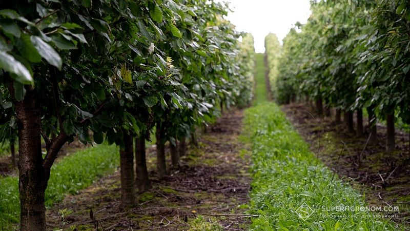 Бур’яни сприяють підвищенню врожайності плодових дерев щонайменше втричі
