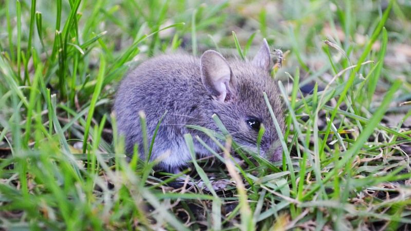 Аграріїв попередили про загрозу пошкодження мишами рослин озимих культур