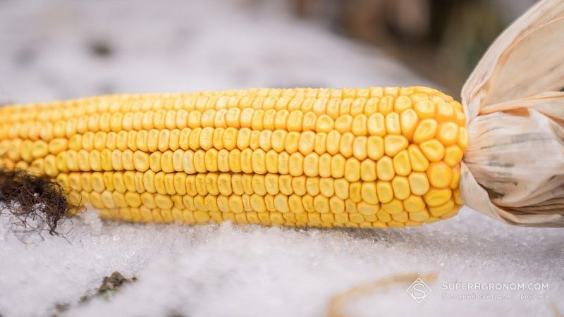 Озвучено головні ризики перезимівлі кукурудзи на полі