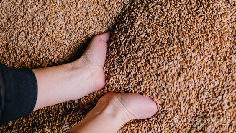В УЗА оприлюднили інформацію щодо запасів зерна у сховищах: чи існує загроза голоду