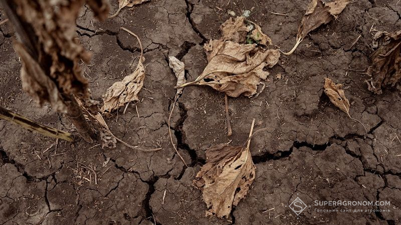 Генсек ООН прогнозує масовий голод і крах продовольчої системи світу