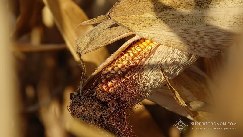 В Україні падають ціни на кукурудзу — аналітика