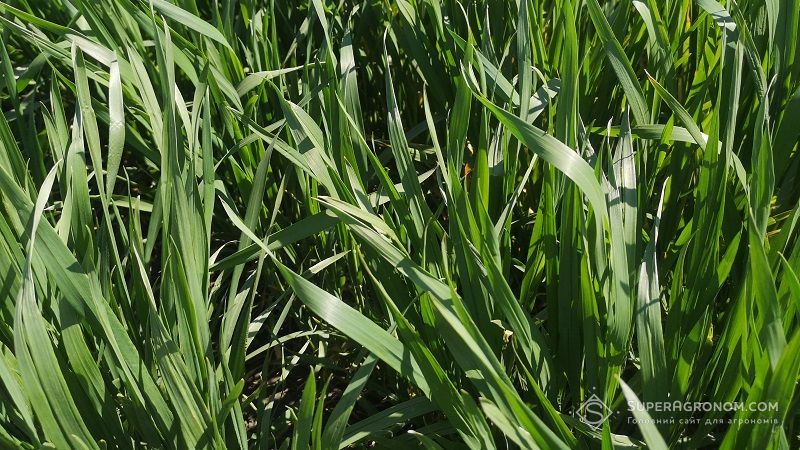 В UKRAVIT розповіли, як захистити зернові від дводольних бур’янів