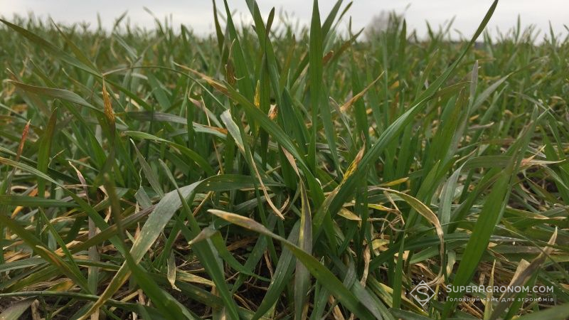 Шкідники зернових в Україні заселяють до 35% площ — звіт Держпродспоживслужби