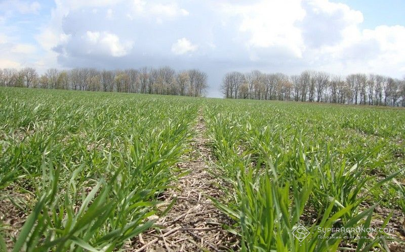Посівам ярих зернових на Київщині загрожує п’ять видів шкідників — Держспоживслужба