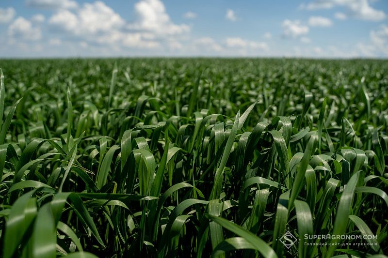 Опубліковано звіт щодо фітосанітарного стану посівів озимих і ярих зернових