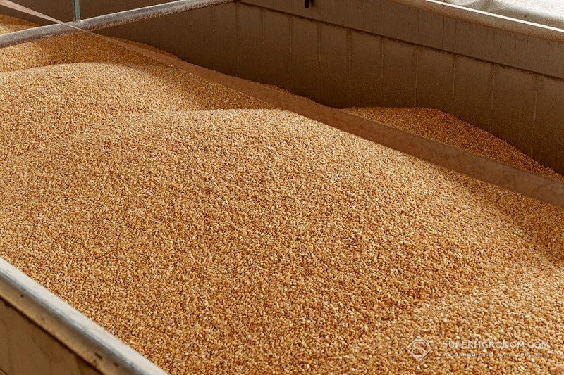 Замістити експорт українського зерна у довгостроковій перспективі неможливо — експерти