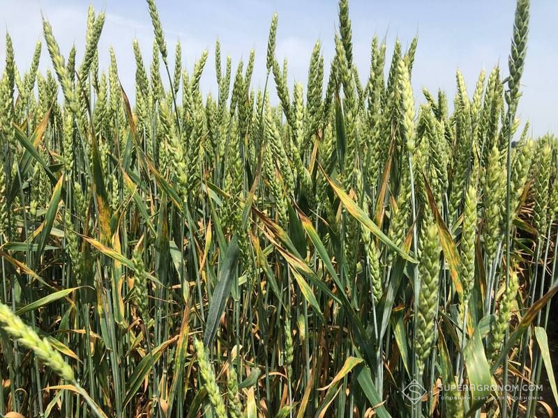 Названо перспективний напрямок у селекції сортів озимої пшениці стійких до хвороб