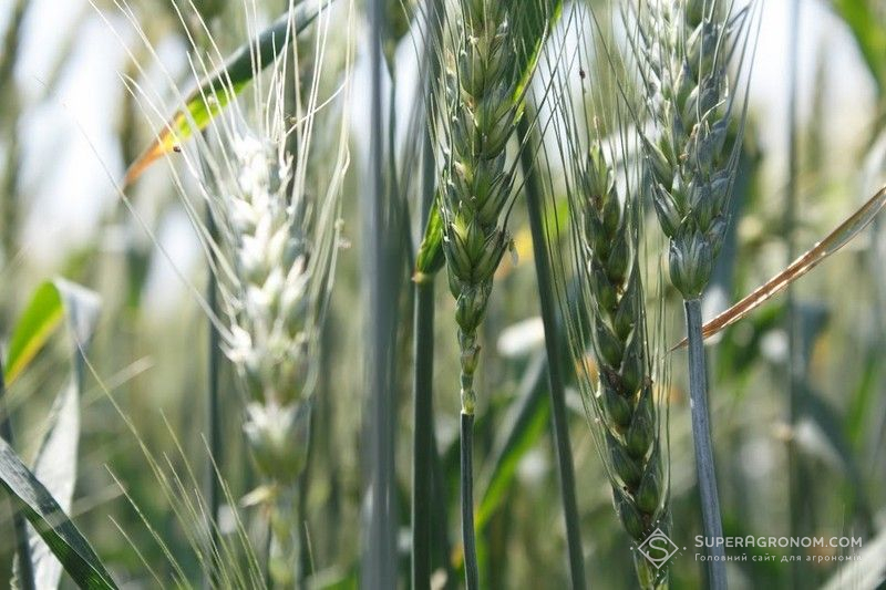 Фахівець розповів, як заощадити на інсектицидній обробці озимої пшениці