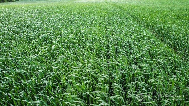 Названі схеми захисту озимої пшениці для Лісостепу, Полісся і Степу