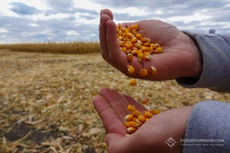 Аграрії розглядають варіант продажу збіжжя кукурудзи на енергетичну сировину