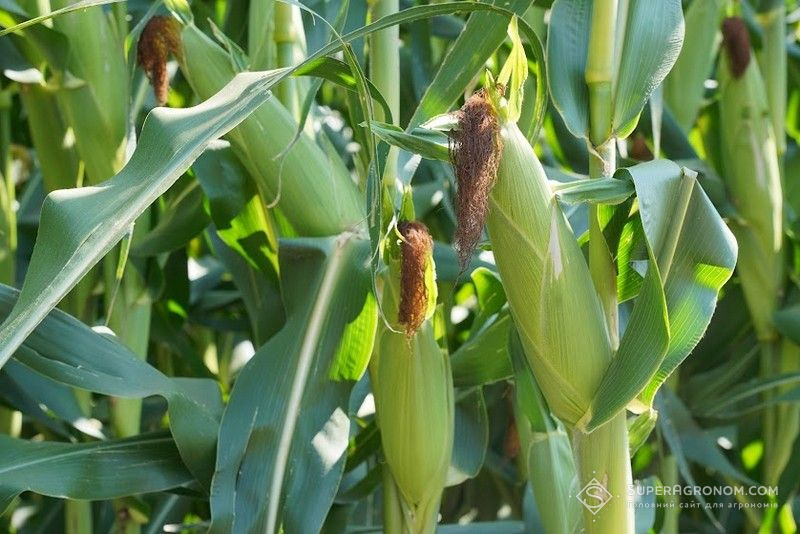 Листкове підживлення кукурудзи мікроелементами поліпшує озерненість качана та якість продукції, — експерт