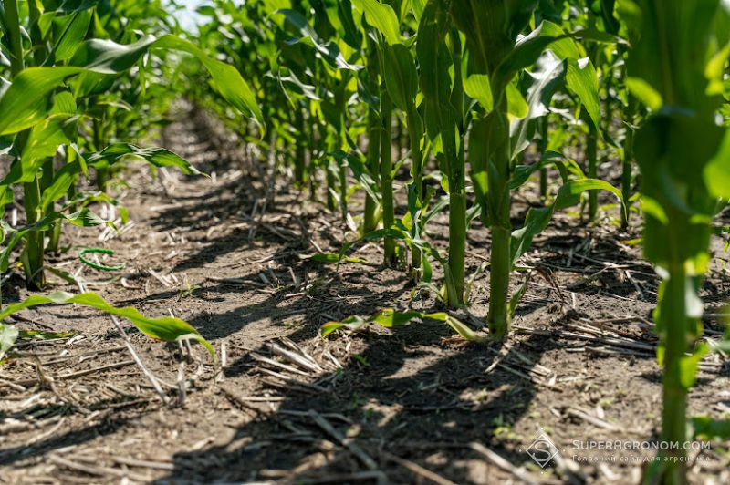 Генетично модифікована Bt-кукурудза не загрожує нецільовим організмам — висновки дослідників
