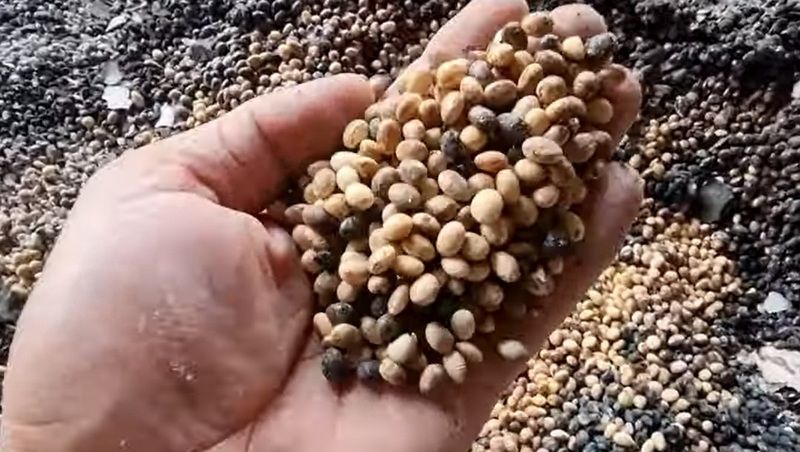 Український науковець спробує проростити вціліле насіння після авіабомбардування