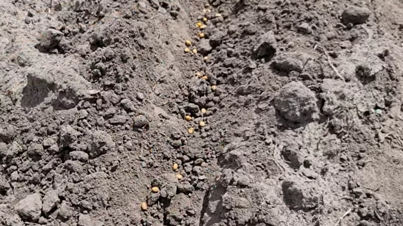 Науковець посіяв знайдене під попелом насіння кукурудзи і сої на Харківщині