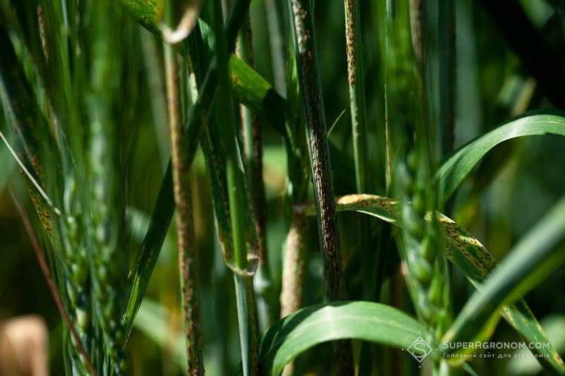 У селекції стійких ліній пшениці до штаму стеблової іржі Ug99 вчені використали гени жита