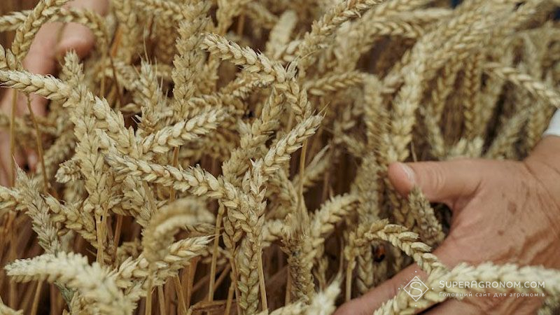Урожай пшениці-2022