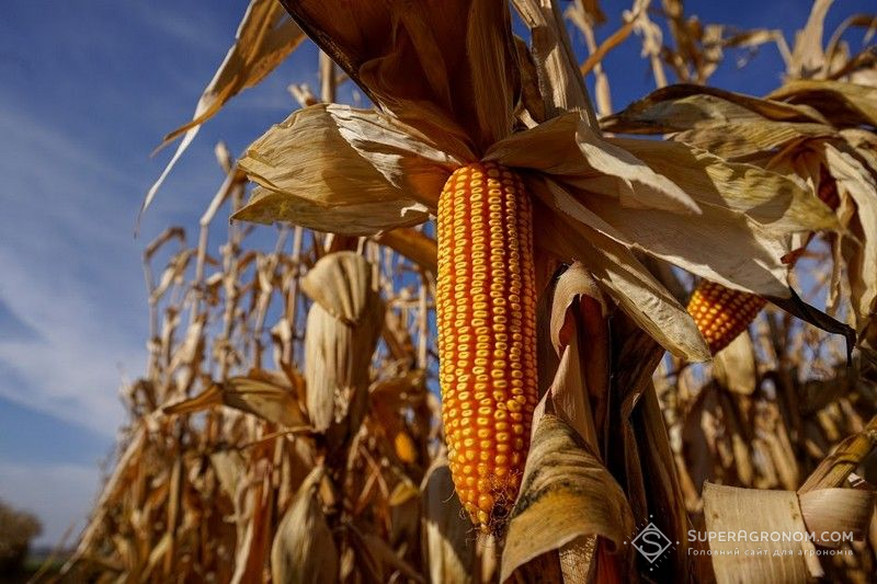 Аналітики озвучили прогноз урожаю кукурудзи в Україні в 2022 році