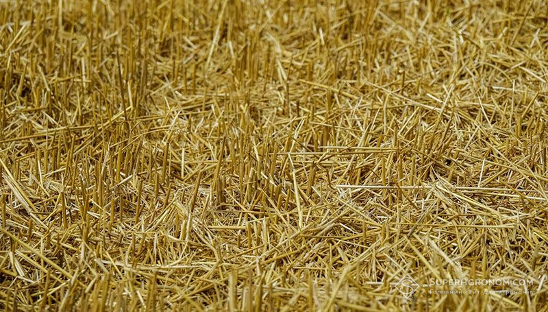 Пожнивні рештки пшениці