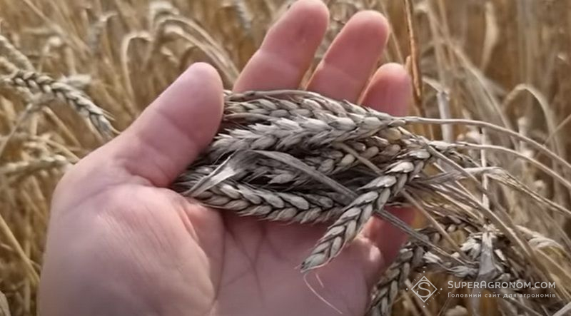 Почорніння колоса пшениці