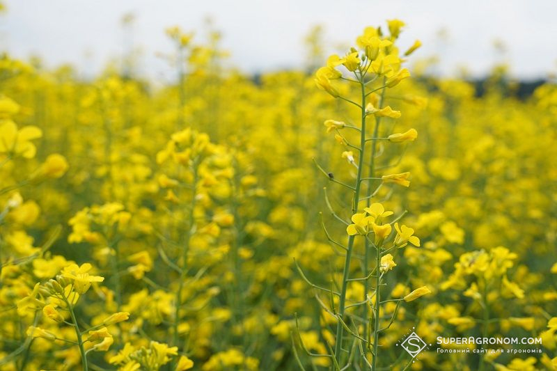 Українські науковці створили стійкі до гербіцидів озимий ріпак, пшеницю і кукурудзу