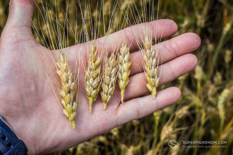 Остиста пшениця чи безоста: експерт розвінчав міфи про вищу врожайність безостих сортів