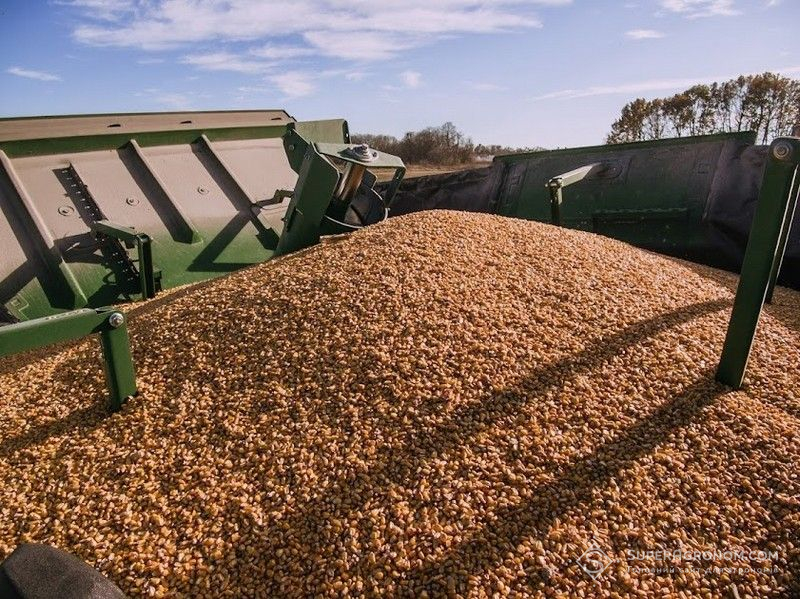 Держава планує відшкодувати збитки за викрадене зерно аграріям з окупованих територій
