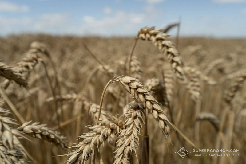 Посів пшениці