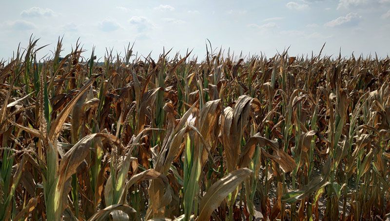 Через посуху в Польщі всихають посіви кукурудзи