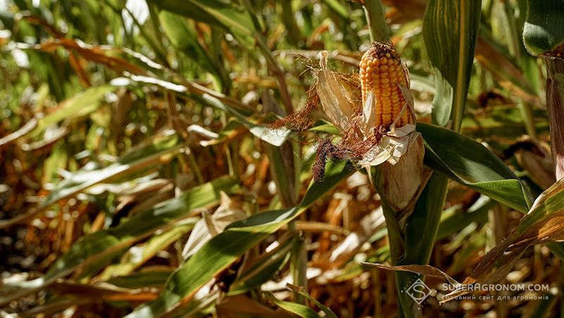 Аналітики дедалі знижують свої прогнози врожаю-2022 кукурудзи в Європі