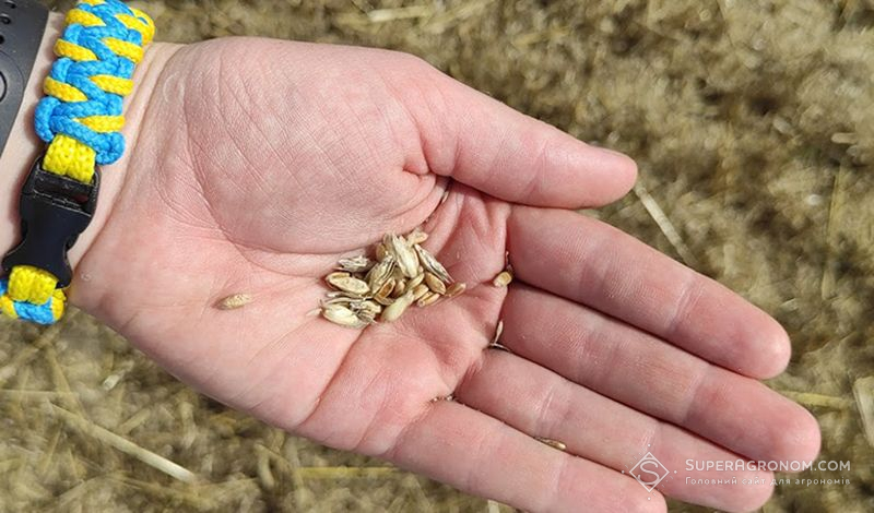 Зерно пшениці урожаю-2022