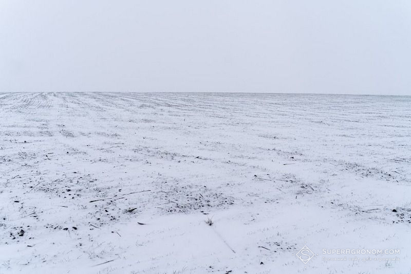 Сніг в полі