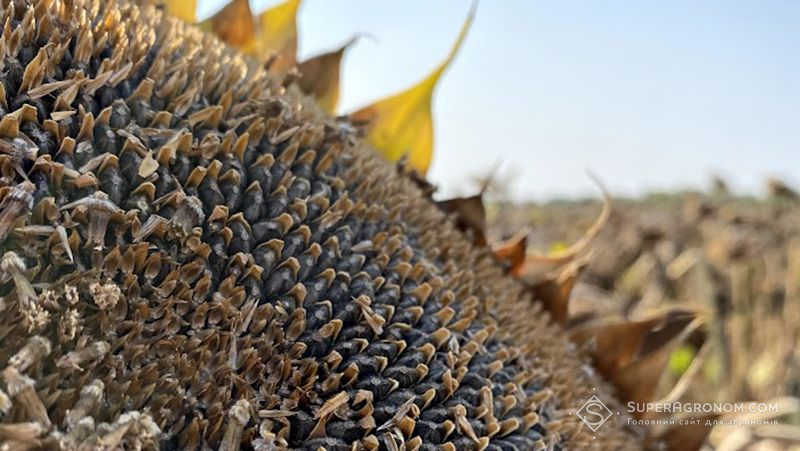 Якість насіння соняшнику врожаю-2022 нижча порівняно з минулорічним, — фахівці