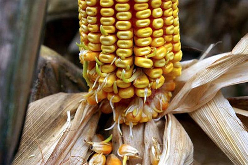 Явище вівіпарії кукурудзи