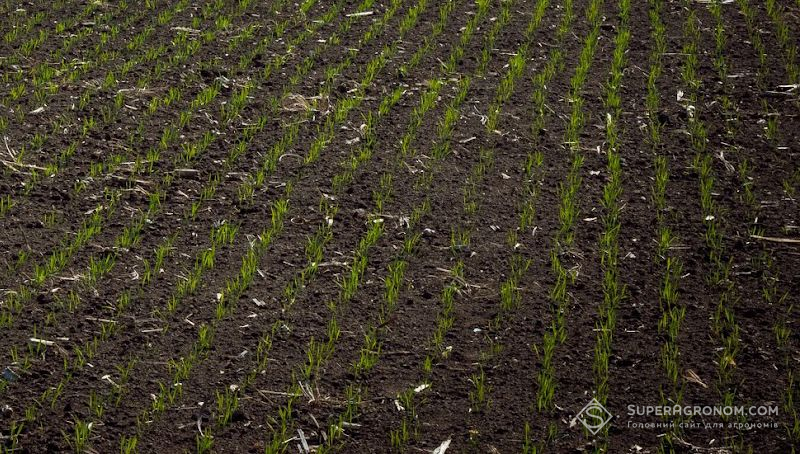 Експерт порадив стратегії азотного живлення пшениці за високої ціни на добрива